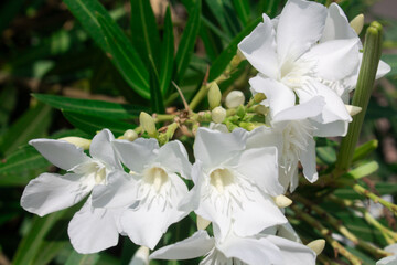 Blooming nerium oleander tree white flowers in the garden  in Italy