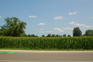 Corn field in the countryside during the sunny day on the blue sky with clouds background