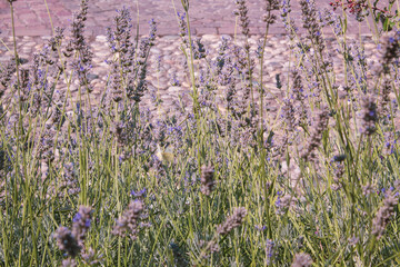 Fototapeta premium Purple lavender field in region of Italy in the summer