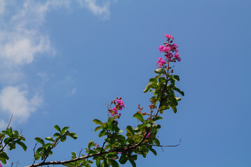 pink flowers from the tree on the blue sky with clouds background