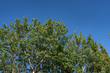 Populus tremuloides is a deciduous tree native to cooler areas of North America, quaking aspen, trembling aspen, American aspen, Healy, Alaska