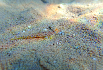 The sailfin dragonet - (Callionymus pusillus)