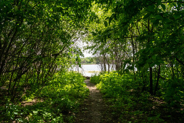 A gorgeous view of water near trees and plants at a local park in Minnesota.