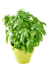 Fresh green Basil pot, isolated on white background.