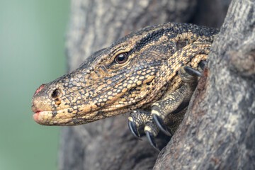 Close-up headshot portrait of a large, wild water monitor (Varanus salvator) emerging from a tree hollow