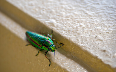 ベランダに飛んできたタマムシ