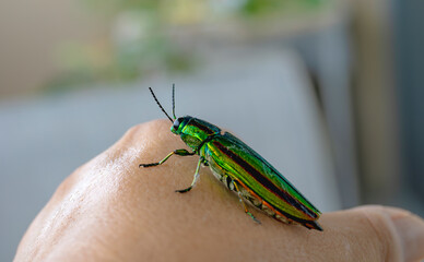 美しいタマムシ