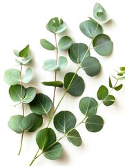 Obraz premium Fresh eucalyptus sprig cut out white background, ai