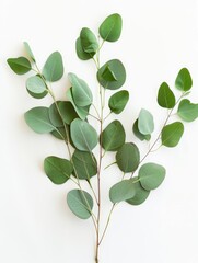 Fototapeta premium Fresh eucalyptus sprig cut out white background, ai