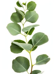 Fototapeta premium Fresh eucalyptus sprig cut out white background, ai