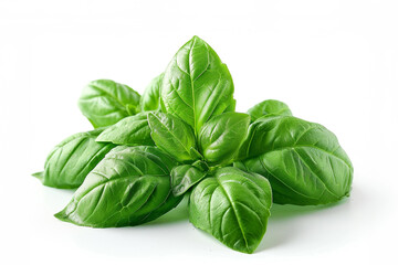 Fototapeta premium Sweet Basil on white background