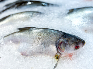 Fresh raw fish in the market for sale