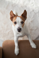Home interior with a Jack Russell Terrier. Within a cozy home setting, a dog attentively peers out