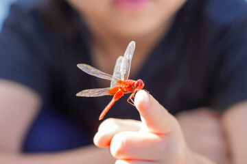 指にとまる赤とんぼ