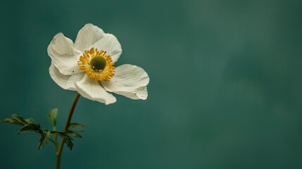 One single flower in front of a calming green background , ai