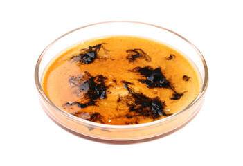 Petri dish with bacteria isolated on white