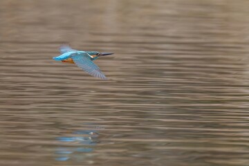 冬枯れのメタセコイヤを映す水面をさっそうと飛ぶカワセミ成鳥