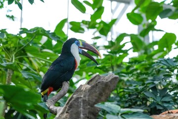 のんびりくつろぐカラフルなシロムネオオハシ