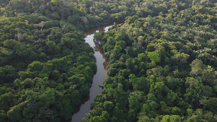 Vista Aérea Floresta Amazônica com rios no norte do Brasil