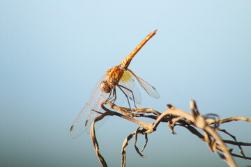 Dragonfly on dry plant in nature. Selective focus.