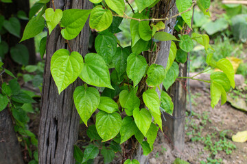Betel leaves are heart-shaped.