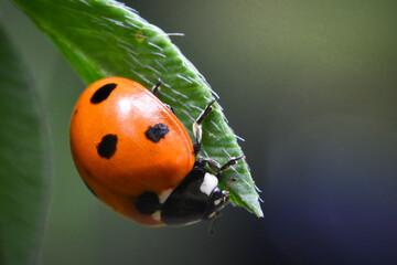 Obraz premium Ladybug