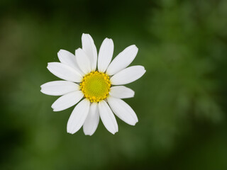 Shasta Daisy with Imperfect Petals Photographed From Above