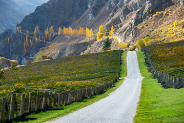 Pinot Noir Vineyard - New Zealand © Adwo
