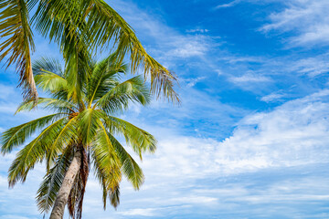 Bottom view of tropical palm trees leaves in blue sky background Natural exotic photo frame Leaves on the branches of coconut palm trees against the blue sky in sunny summer day Phuket island Thailand