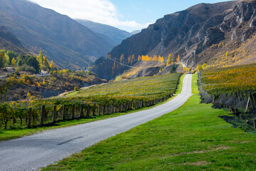 Pinot Noir Vineyard - New Zealand © Adwo