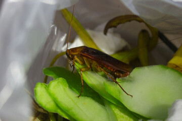 Close-up of a brown cockroach eats organic waste