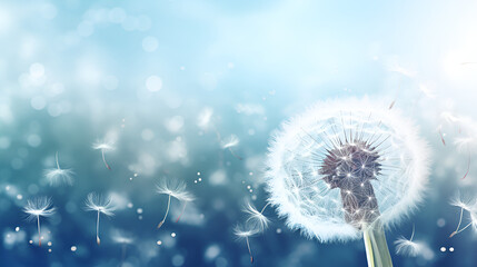 Dandelion flower seed head delicate vibrant on blue sky background 