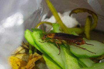 Cockroach on green kitchen scraps