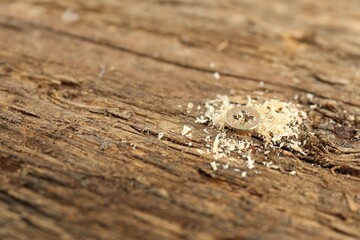 Screw in wooden plank and sawdust, closeup