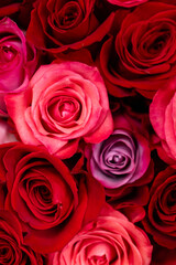 red, pink and purple roses together 