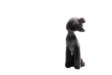 Giant Poodle