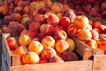 Fresh ripe yellow peaches in wooden bushel crates at an outdoor farmer's market
