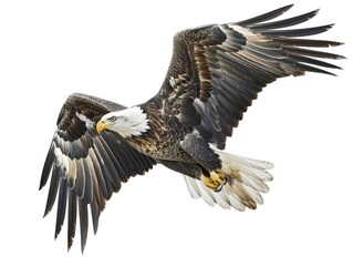 Obraz premium A bald eagle soaring through the sky with its wings outstretched, a symbol of freedom and strength