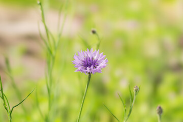 春の野原に咲く矢車草の花