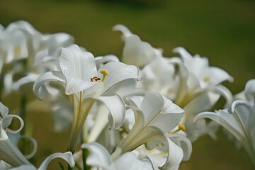 優美な白いユリ