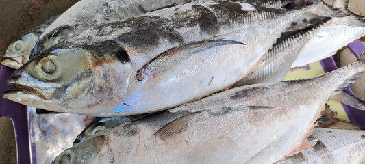 Fresh seafood in box with ice at the market	
