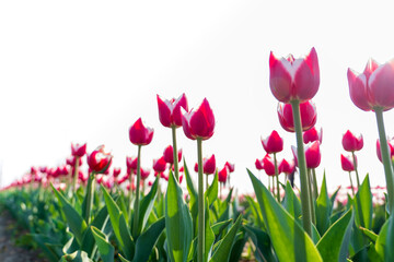 Beautiful tulips are in full bloom