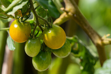色づき始めたプチトマト