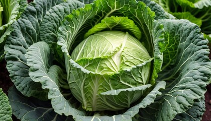 Obraz premium Freshly harvested cabbage ready for the market