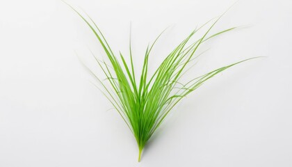 Fototapeta premium Vibrant green plant life fresh and full of life