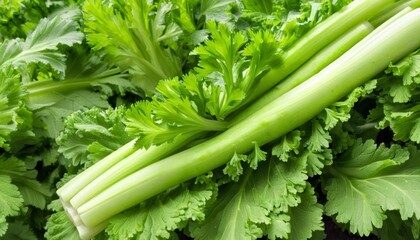  Fresh vibrant green celery stalks and leaves