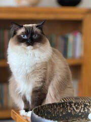 Ragdoll Cat