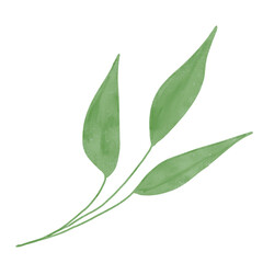 
Green leaves watercolor isolated on white background
