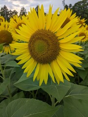 sunflowers in the field