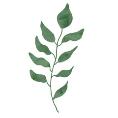 
Green leaves watercolor isolated on white background
